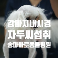 강아지 내시경 - 문정동 동물 병원