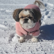 눈 오는날 강아지 산책 : 눈와서 신난 세자매와 시츄