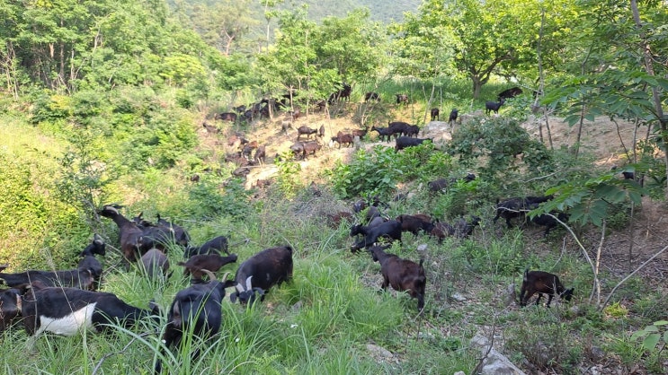 18.10.13. INDIGENOUS GOAT PRODUCTION HANDBOOK. 토종염소 생산(사육) 편람(안내서) 2018 ...