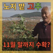 [모두싹]🌶노지에서 고추를 11월 말까지 17번째 수확 예정?