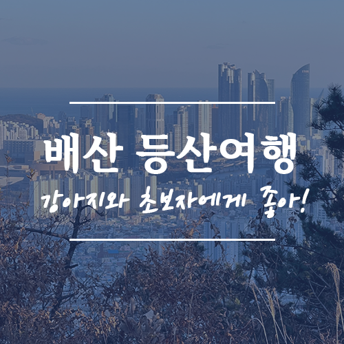 등산 초보가 알려주는 망미동 아파트에서 시작하는 강아지와 등산하기 좋은 배산 코스 : 네이버 블로그