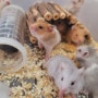 도치야 12월 아기 골든햄스터분양 hamster