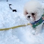 강아지 겨울 산책, 눈 내리는 놀이터에서 뛰어노는 1살 비숑