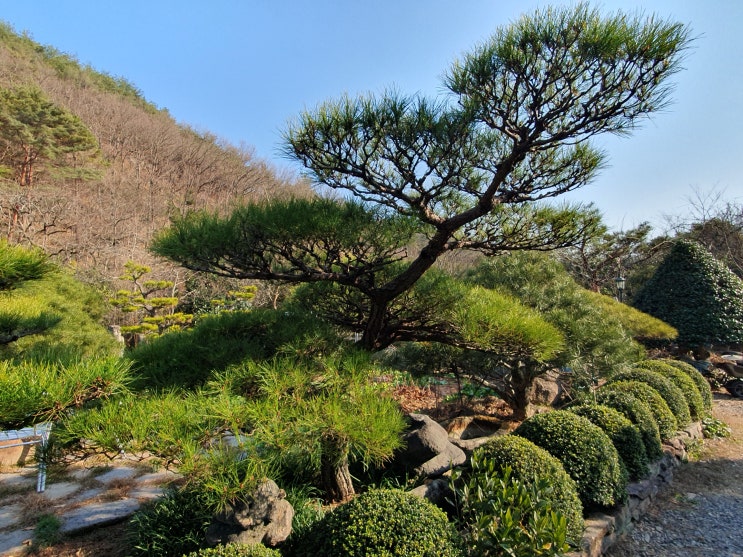 조경수 소나무 수형 유지와 관리 방법 : 네이버 블로그