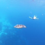 필리핀 보홀 프리다이빙 🐢🏝 🤿