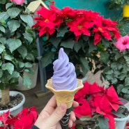 [경기도/포천] 무료쿠폰으로 방문해본 '허브아일랜드' + 군고구마 & 라벤더 아이스크림 시식 후기