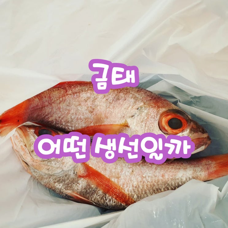 금태 빨간생선 종류 무엇일까 : 네이버 블로그