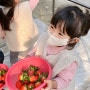 [일산/겨울] 체험비 없는 딸기체험 4살 예둥이와 "이한농원"