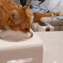 [달빛식기3] 스튜디오얼라이브x놀로스토어 달빛식기로 고양이 음수량 늘리기 실사용후기
