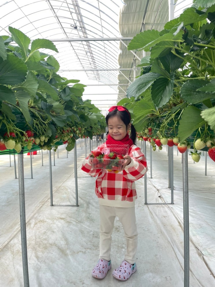 인천 플레이존있는 체험농장 딸기의 하루 딸기따기 체험