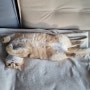 세상 편한자세로 누워있는 브리티쉬숏헤어 고양이 달이! ㅎㅎㅎ