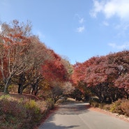 천안여행 :: 단풍나무숲길이 유명한 독립기념관