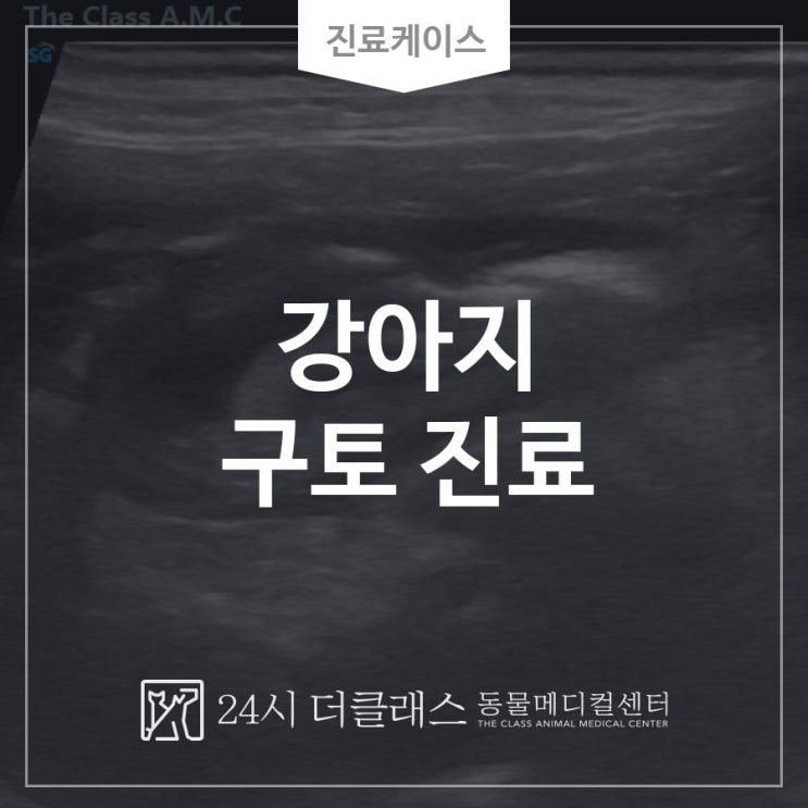 강아지 구토진료 : 정자동 동물병원 : 네이버 블로그