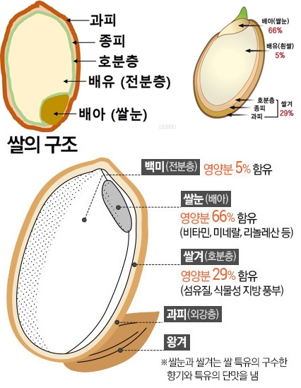 [쌀]벼(쌀)의 구조와 도정, 백미와 현미, 발아현미, 멥쌀과 찹쌀 : 네이버 블로그