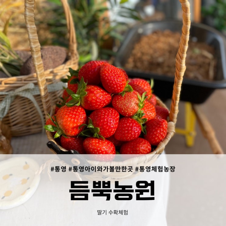 아이랑 뭐 하지? 통영 듬뿍농원 딸기 수확체험