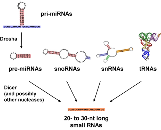 small RNA 정리 : 네이버 블로그