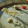 아이랑 공룡화석발굴키트로 놀기 쉽게 발굴하는 방법