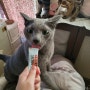 고양이간식 리뷰, 꼬뜨 캣스틱 :: 수분가득한 고양이츄르로 음수량 걱정 해결