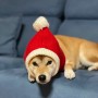 강아지 산타모자 시바견 크리스마스 모자