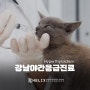 강남야간응급진료동물병원 반려동물 건강을 지켜주세요