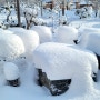 고창 상희농장의 겨울 풍경 & 사계절이 아름다운 고창