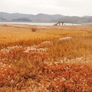 국내여행 서천가볼만한곳 한국의 4대 같대밭 신성리갈대밭!
