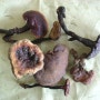 지리산 자연산 영지버섯 판매 야생 영지 효능