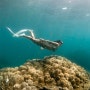 푸켓 프리다이빙 여행-피피섬 다이빙