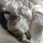 온마음 펫시터 - [세종시] 최강 귀여운 최강 (고양이)