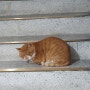 계단에 길고양이 있음