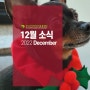 한국건강한반려동물협회 12월 소식 모음
