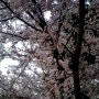 강릉 벚꽃축제 23년 벚꽃축제 실시간현황