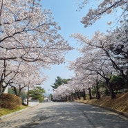 천안 벚꽃명소 단대호수 천호지 단대도서관벚꽃 개화시기