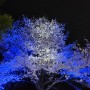 서울 벚꽃 명소 - 서대문 안산 봄빛 축제