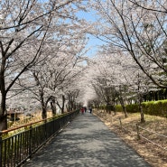 인천계양구 벚꽃 길 🌸 산책하기