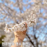 전주 벚꽃 명소 BEST 3 실시간 기준 개화 만개 시기