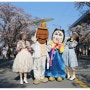 안동여행코스 2023 안동 벚꽃축제