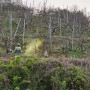 태추단감나무농장에 유황소독하고있는 감조은마을