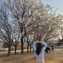 시흥 l 갯골생태공원 나들이 벚꽃 및 주차상황🌸후기