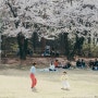서울 벚꽃 명소 어린이대공원 동물원 얼룩말 세로 나와있어요