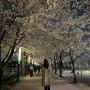 2023 벚꽃 개화시기 수원 만석공원 야경보며 산책하기💜