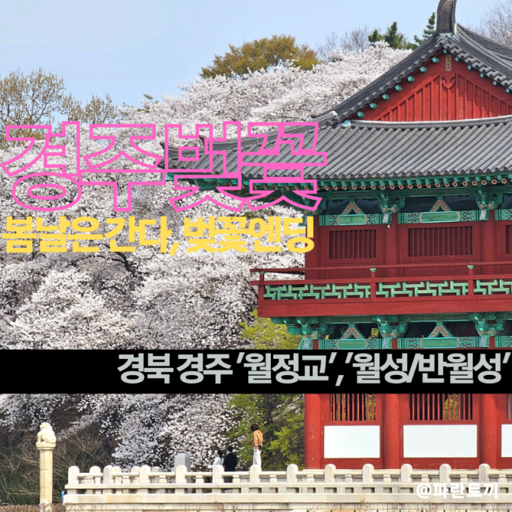 [경주가볼만한곳] 월정교, 월성/반월성 지구 :: 봄날은간다, 벚꽃엔딩, 아직은 덜 알려진 경주 벚꽃 명소, 키다리벚꽃, 4월 ...