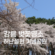 봄여행지 추천 강릉 4월 벚꽃 명소 허균허난설헌 기념공원