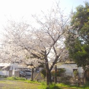[일본 생활] 23년 4월1일 동네 산책