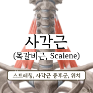 사각근 스트레칭 사각근 증후군 팔저림 증상 치료 위치 (목갈비근, Scalene)