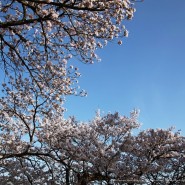 2023 강릉 경포 벚꽃축제 경포대 가는 길은 꽃길입니다
