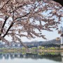 수원 광교 호수공원 벚꽃 산책로/ 데이트 코스 추천 (23.04.01)