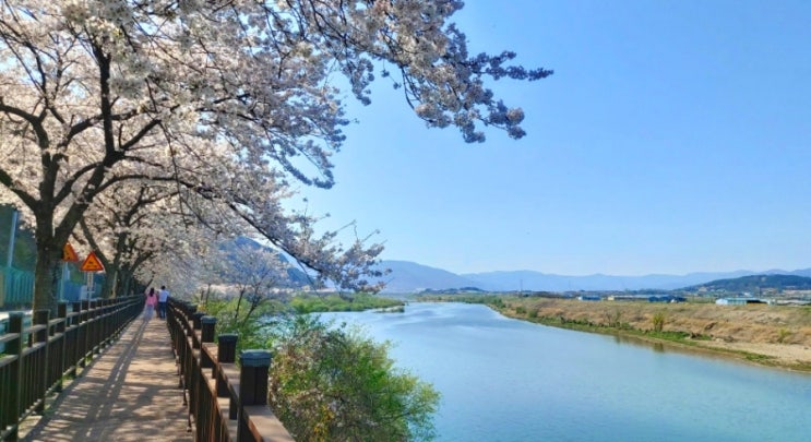 전국에서 가장 긴 벚꽃길 구례 300리 벚꽃축제와 오봉정사