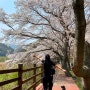 광주 근교 전남 벚꽃 명소 드라이브 코스 [보성 대원사 벚꽃길] _ 살랑이는 봄바람에 흐드러지는 벚꽃잎이 아름다워