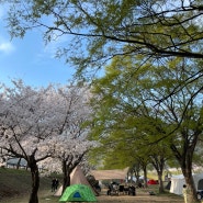 우리의 첫 벚꽃캠핑🏕️🌸 (청도 운문댐 하류보•벚꽃 캠크닉)